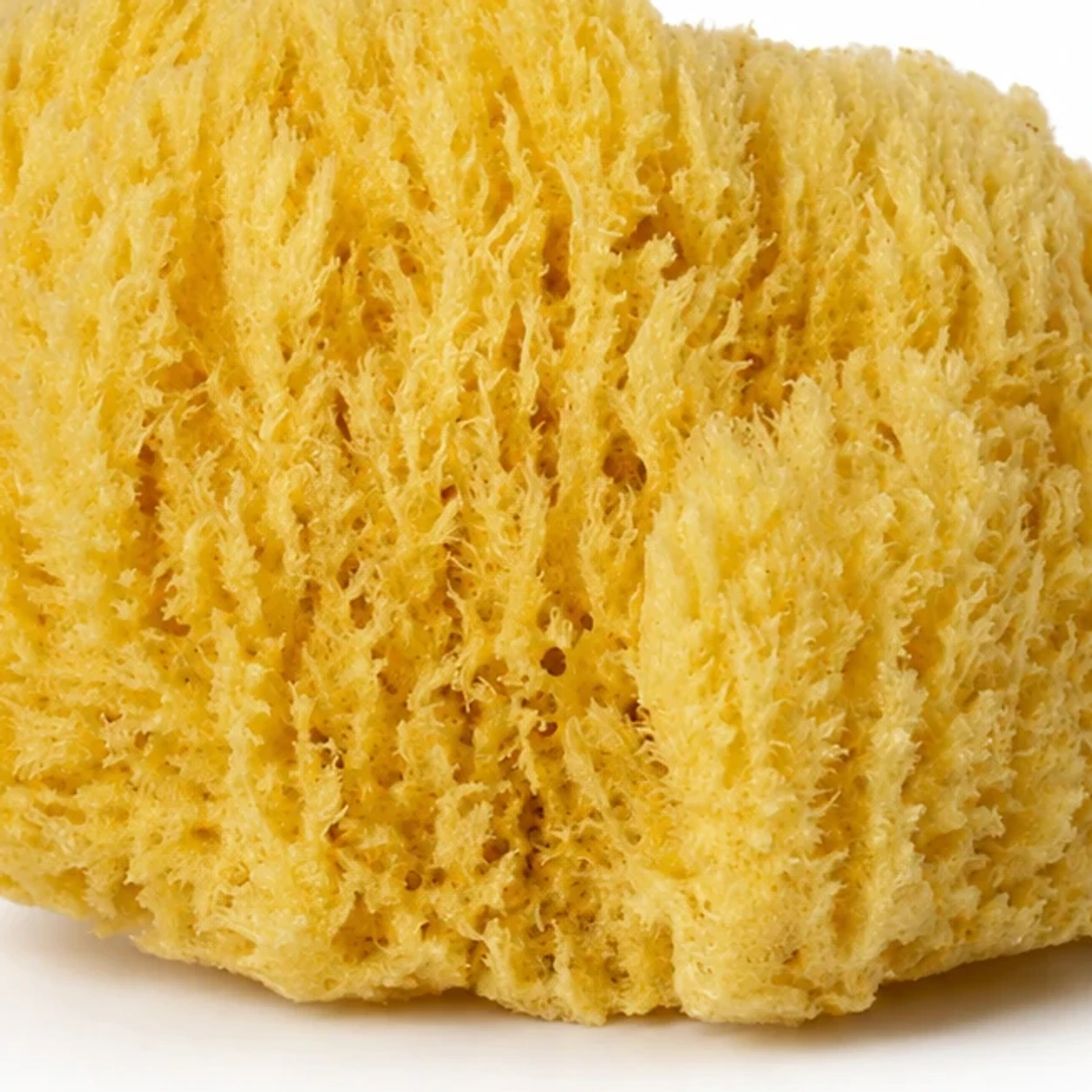 Close view of the irregular pore structure of the artists' natural sponge