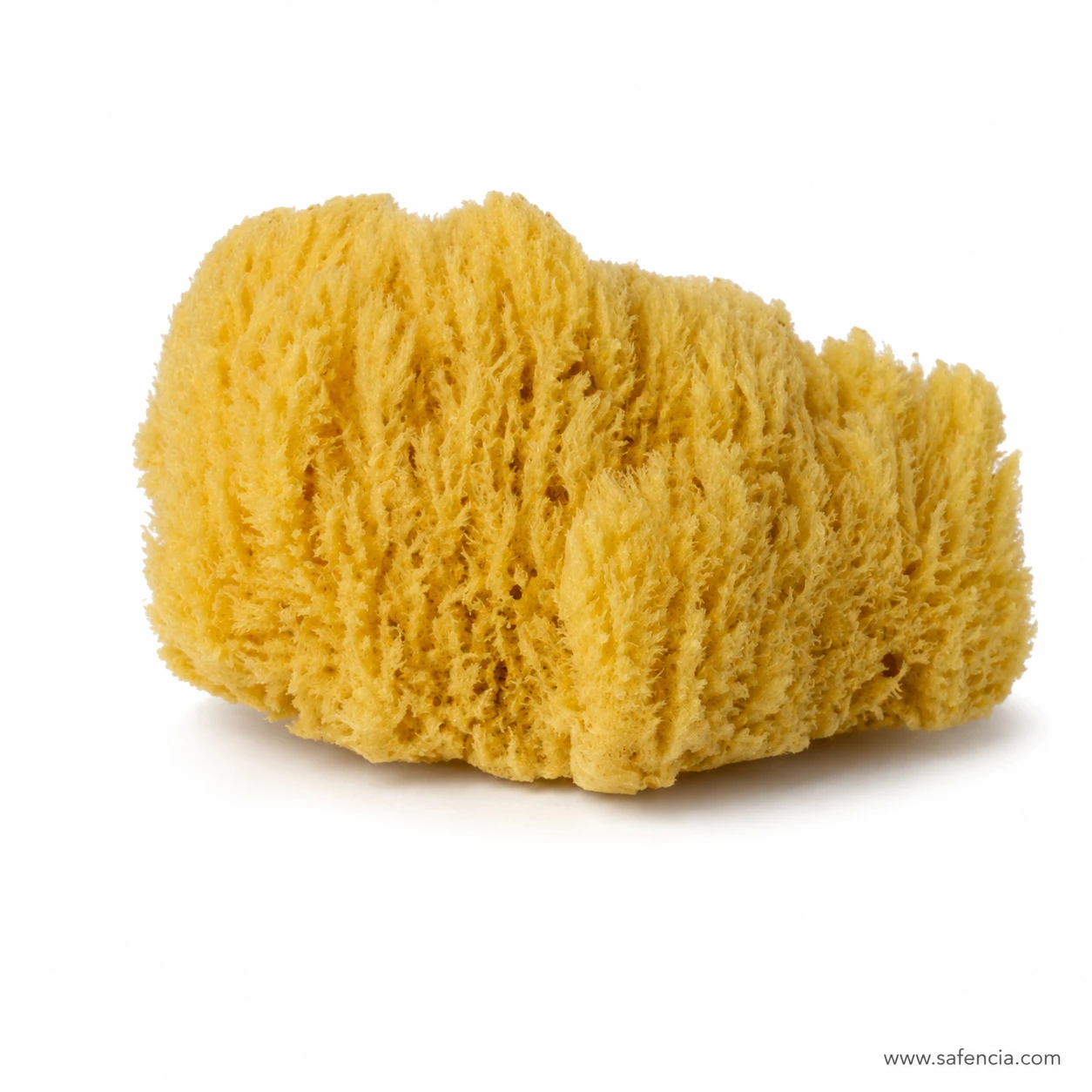 Natural sea sponge seen from another angle showing its open face