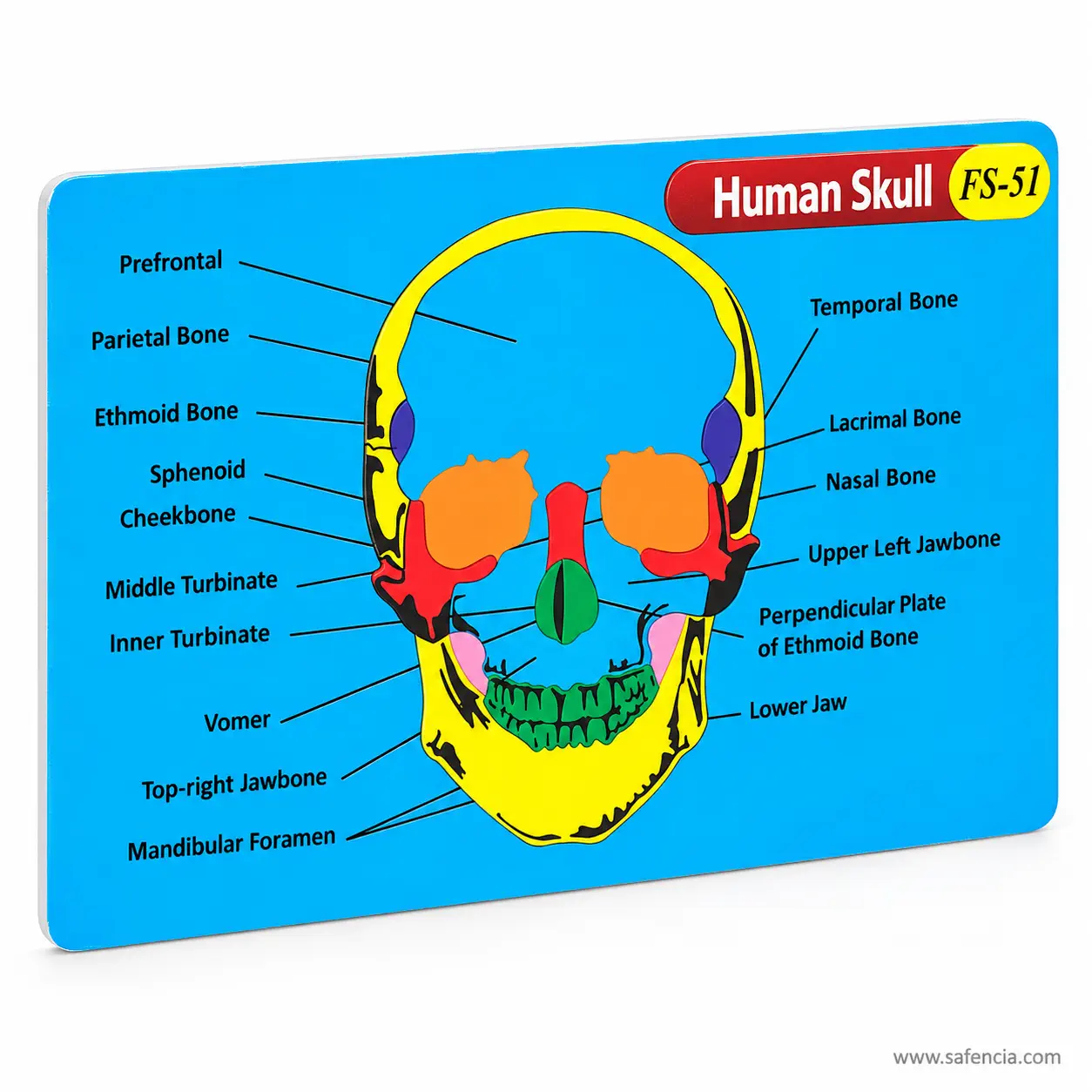 Angled view of the human skull foam chart showing the raised thickness of each bone piece
