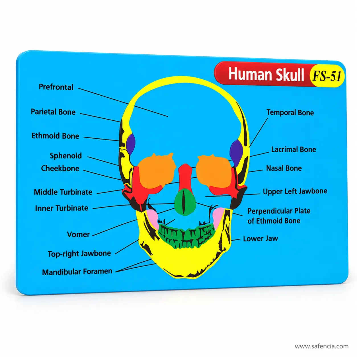 Human skull foam chart with its red title banner and the FS-51 model code in view
