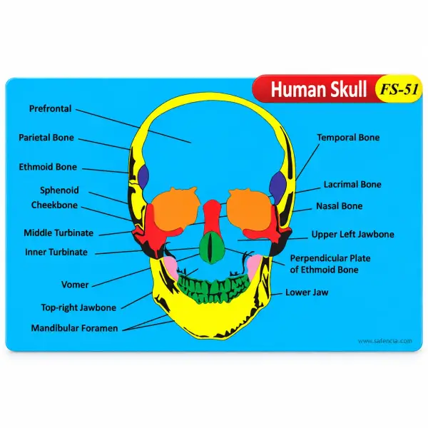 Human Skull Foam Wall Chart (FS-51, 16 Labelled Bones)