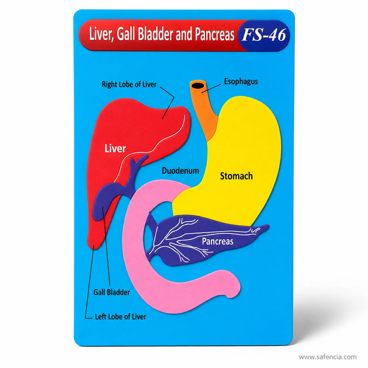 Angled view of the liver and pancreas foam chart showing each organ raised off the board