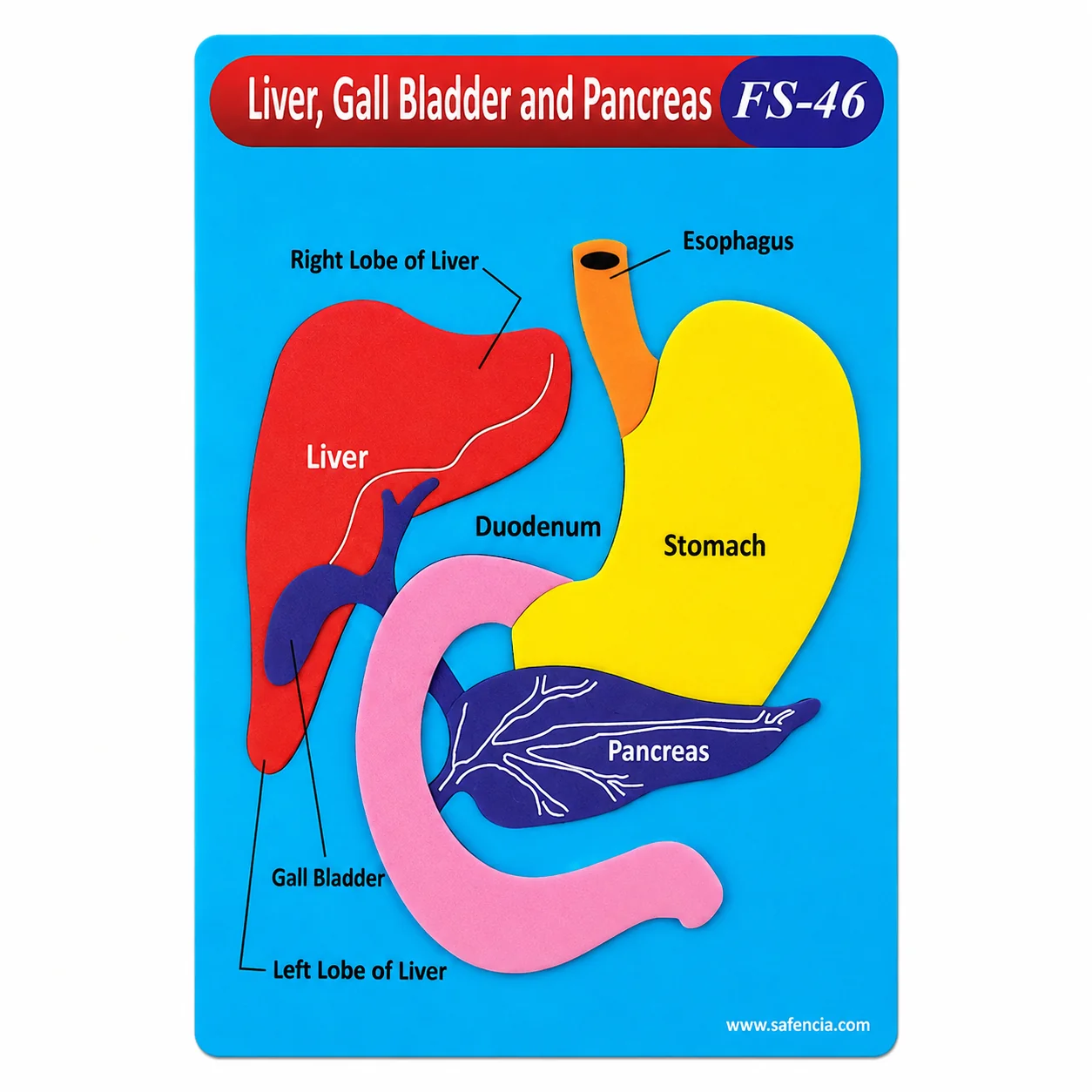 Liver and pancreas foam chart with its red banner and the FS-46 model code in view