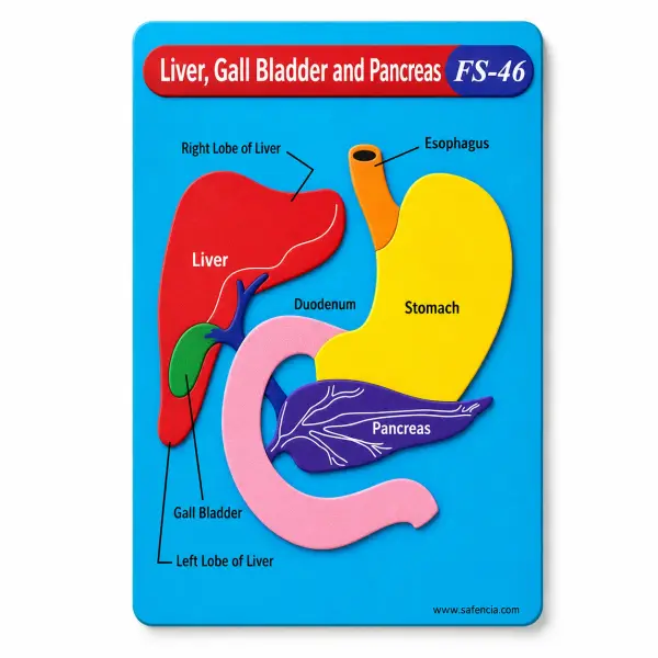 Liver, Gall Bladder and Pancreas Foam Wall Chart (FS-46)