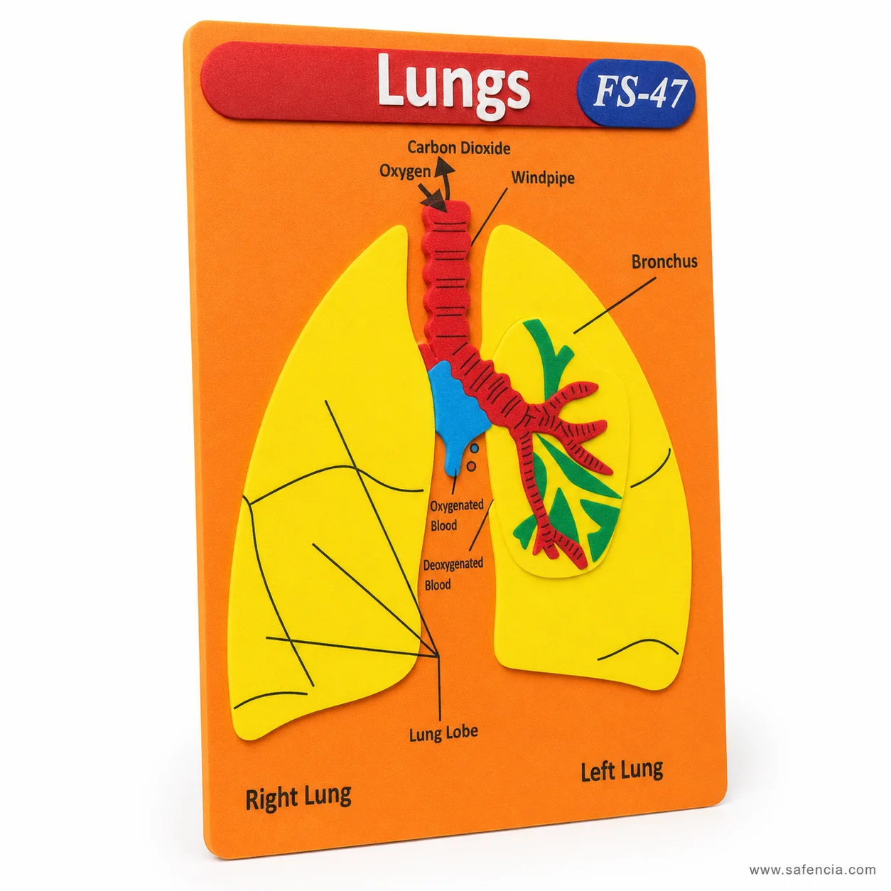 Angled view of the lungs foam chart showing the bronchial tree standing off the board