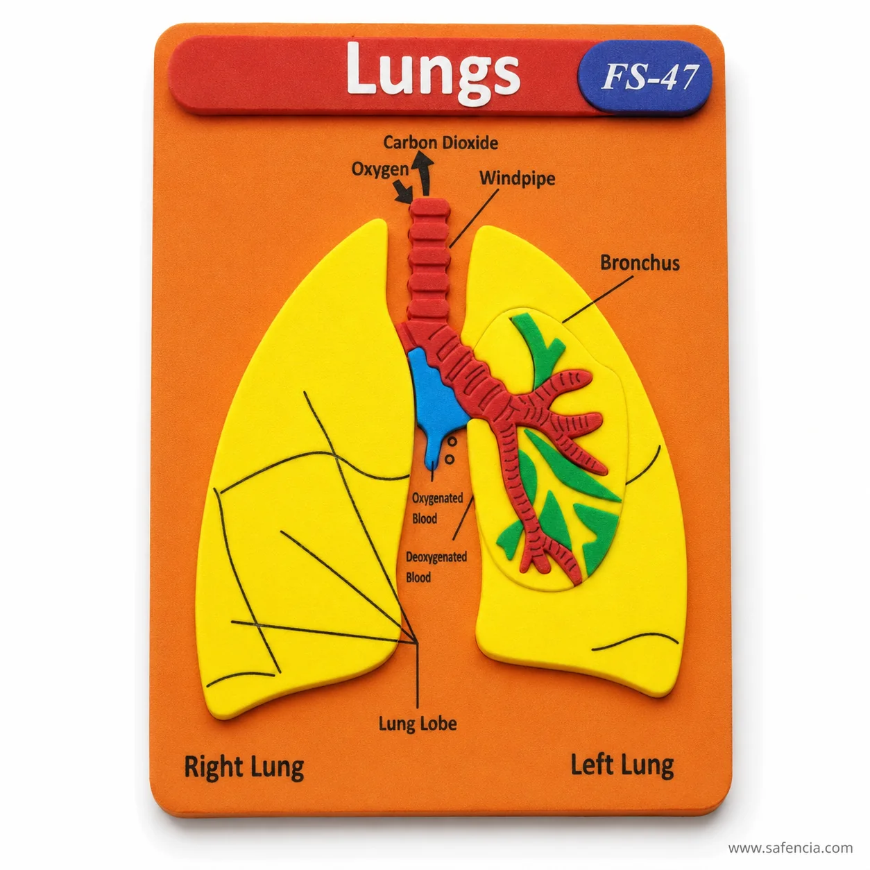 Lungs foam chart showing the red title banner and the FS-47 model code in its blue oval
