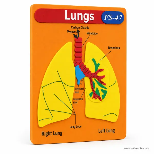 Lungs Foam Wall Chart (FS-47, 9 Labels with Airflow Arrows)