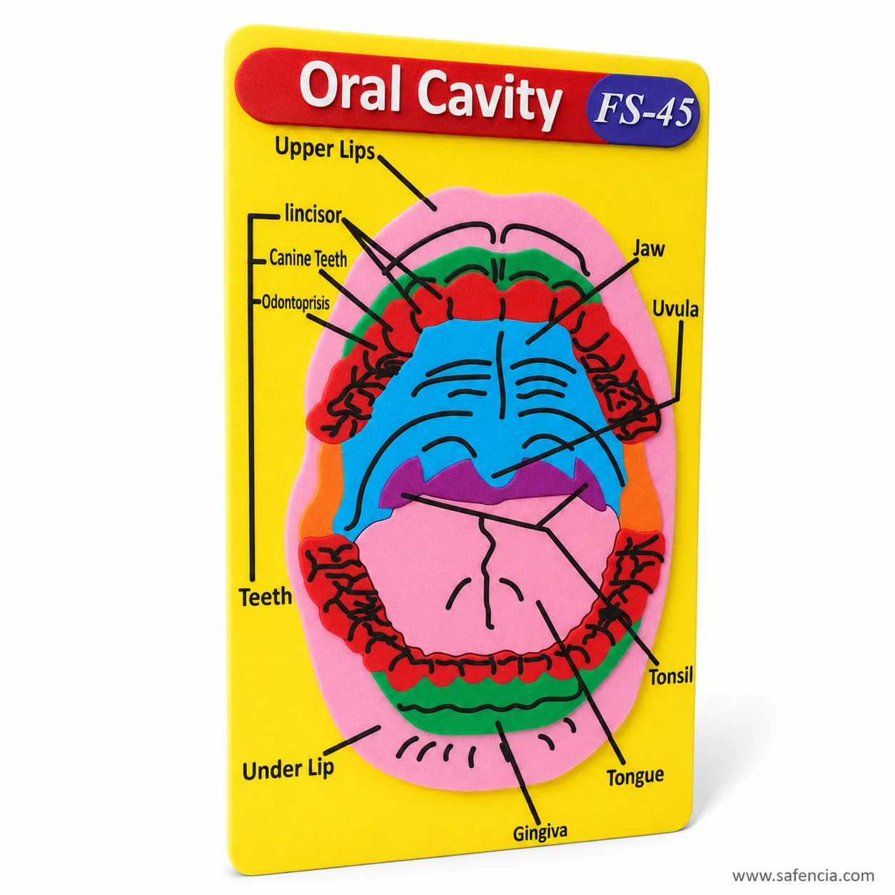 Angled view of the oral cavity foam chart showing the layered depth of gums, tongue and uvula