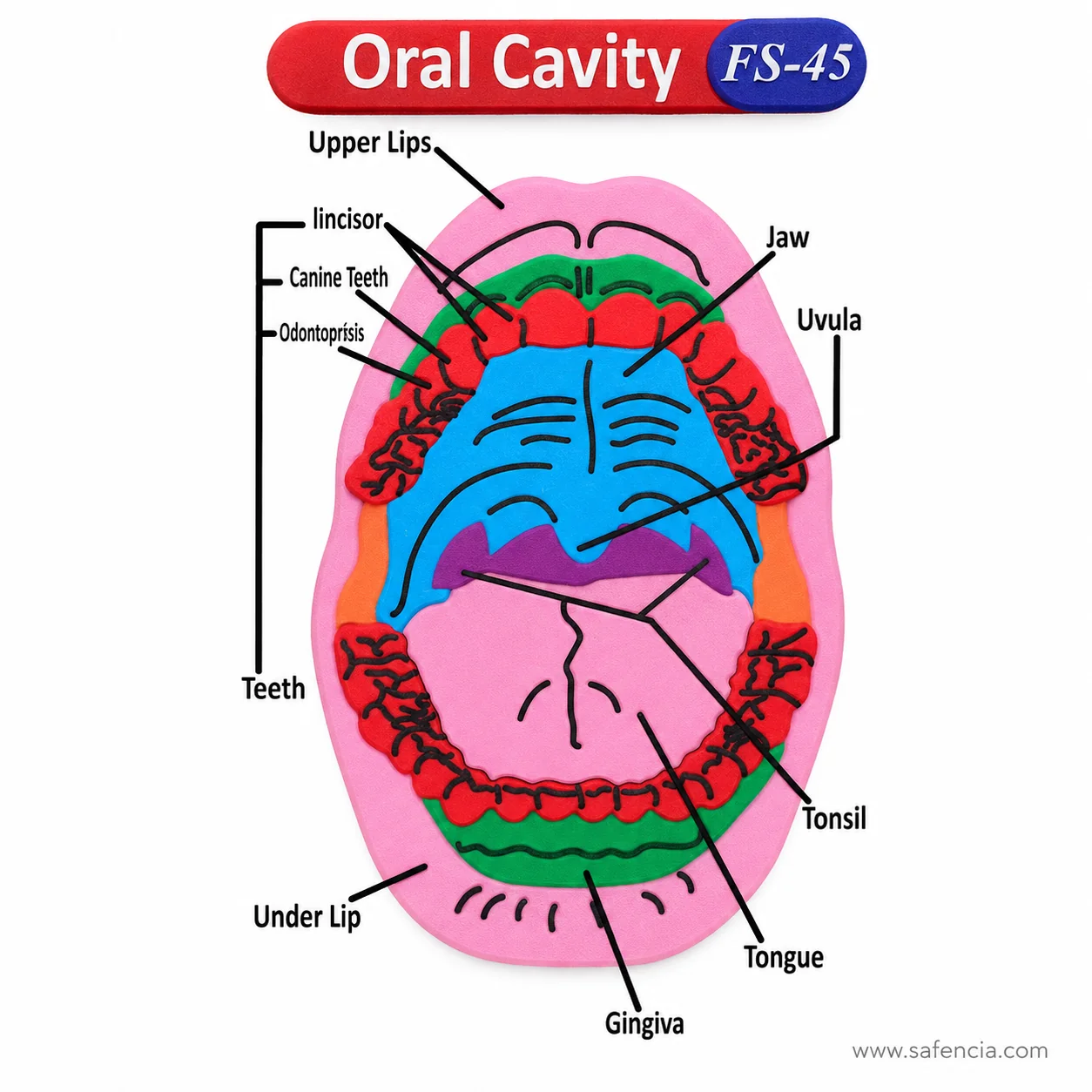 Oral cavity foam chart with the red banner and the FS-45 model code in its blue oval