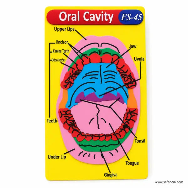 Oral Cavity Foam Wall Chart (FS-45, Open Mouth with 10 Labels)
