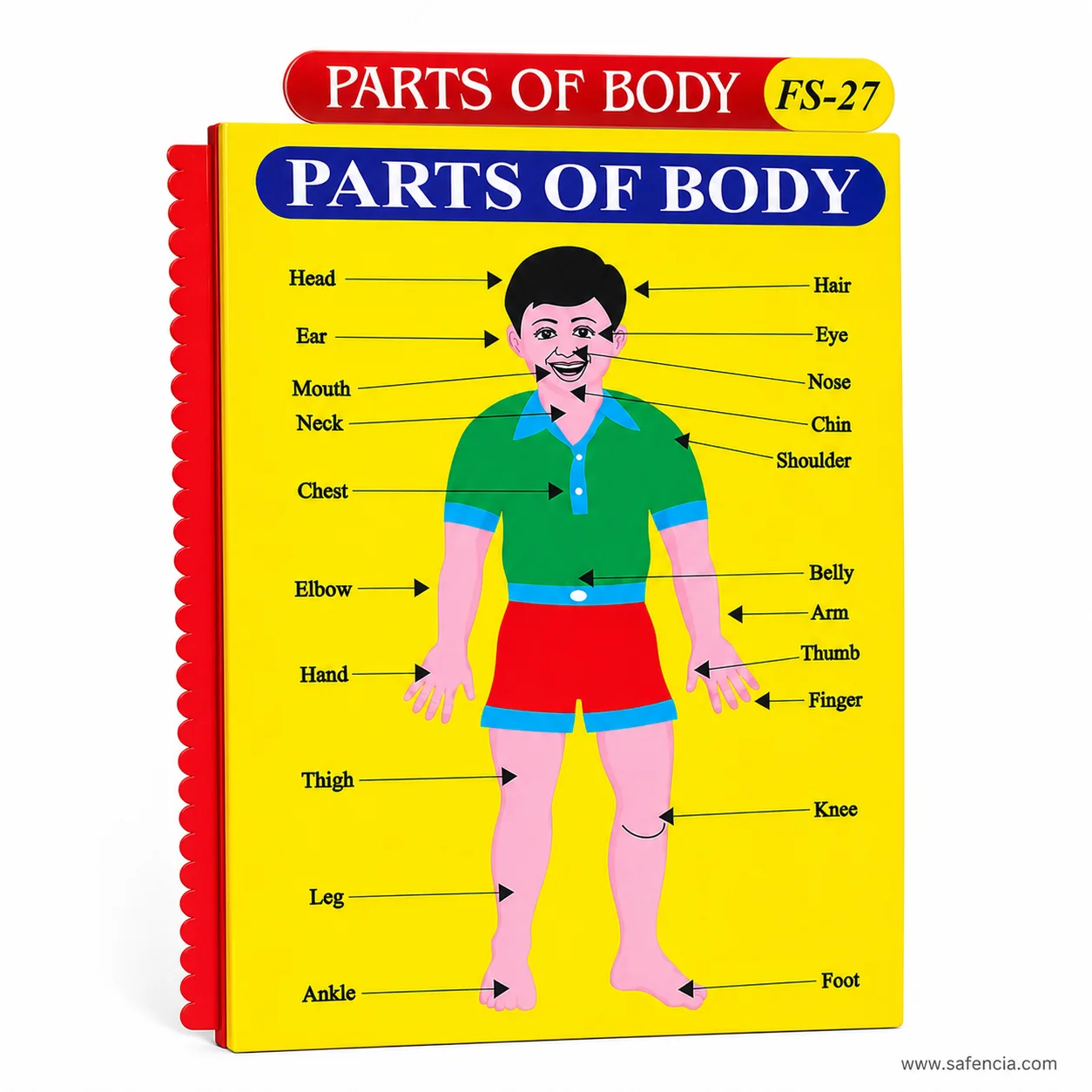 Parts of body foam chart with its red title banner and blue heading bar in view
