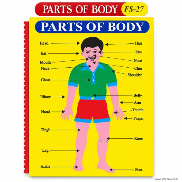 Parts of Body Foam Wall Chart (FS-27, 21 Labelled Body Parts)