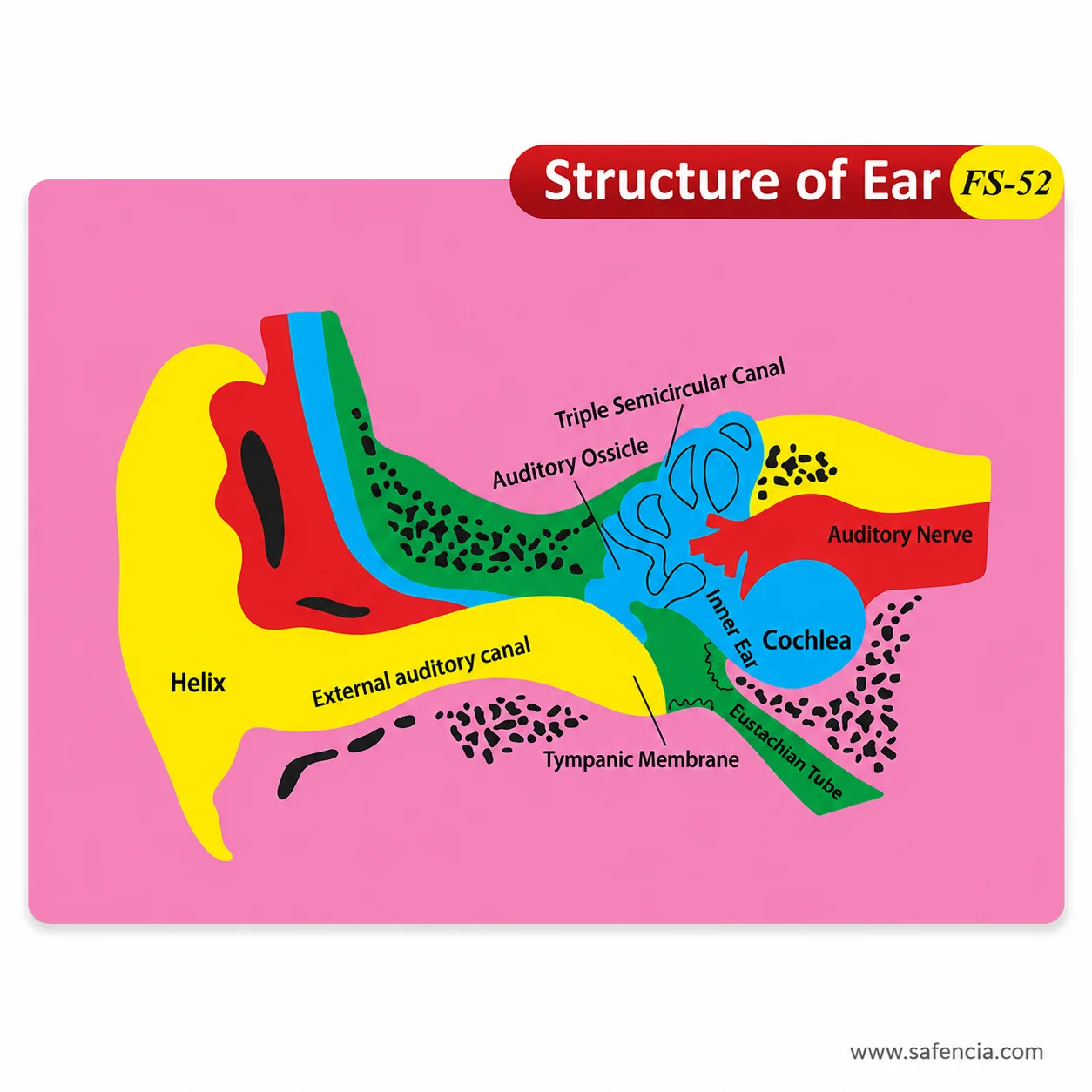 Angled view of the structure of ear chart showing the depth of the cut foam pieces