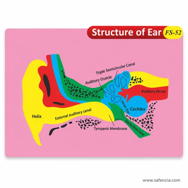 Structure of Ear Foam Wall Chart (FS-52, 9 Labelled Parts)