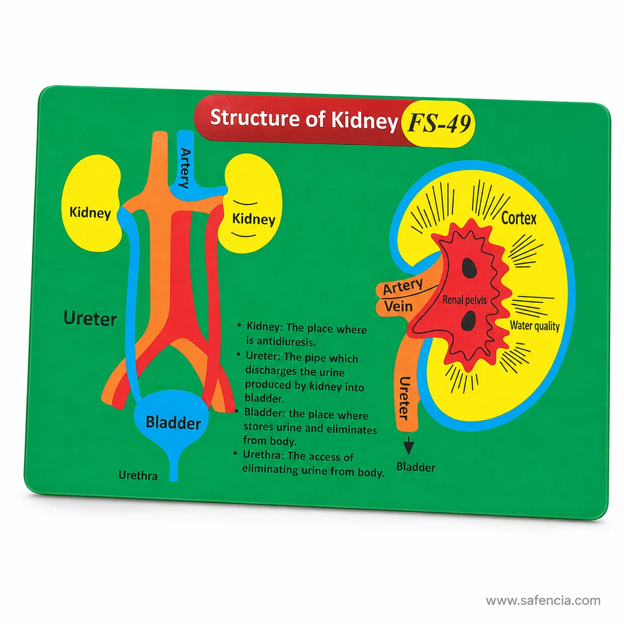 Angled view of the kidney chart showing the raised foam artery, ureters and bladder