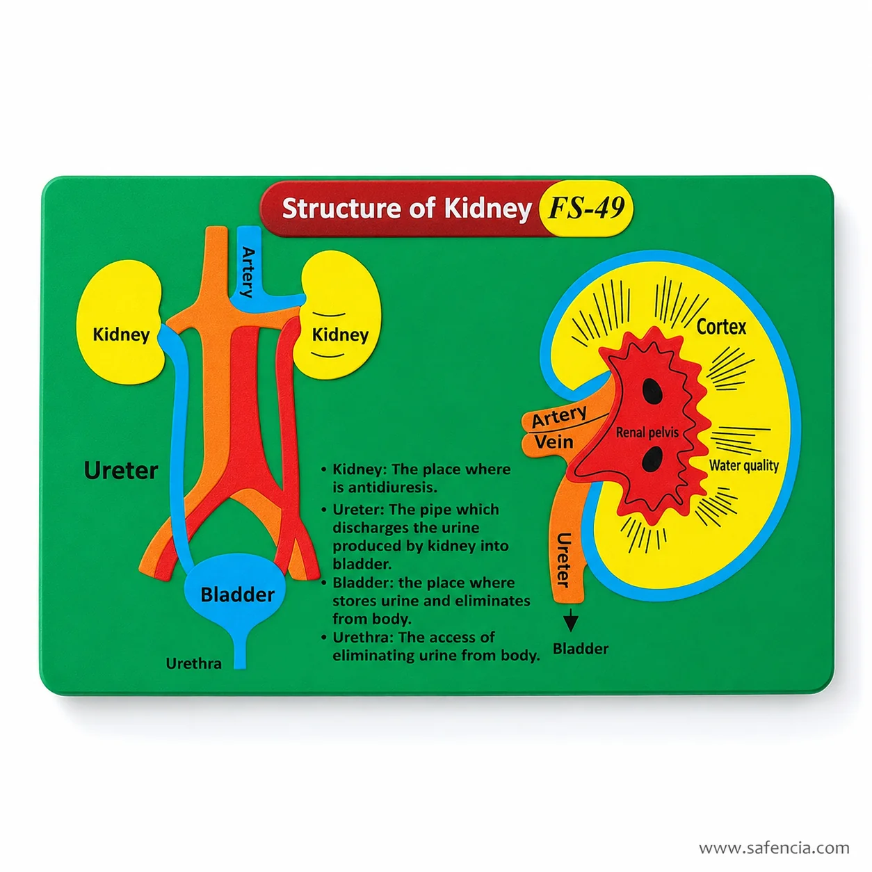 Kidney foam chart showing the red banner with FS-49 and the printed definition block