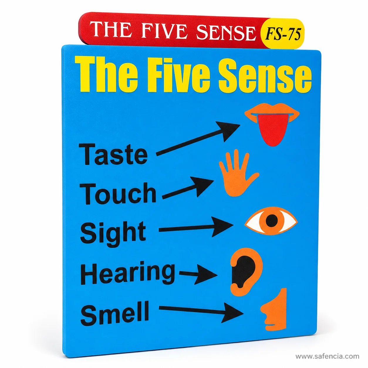 Five senses foam chart with its separate red banner and the FS-75 model code visible