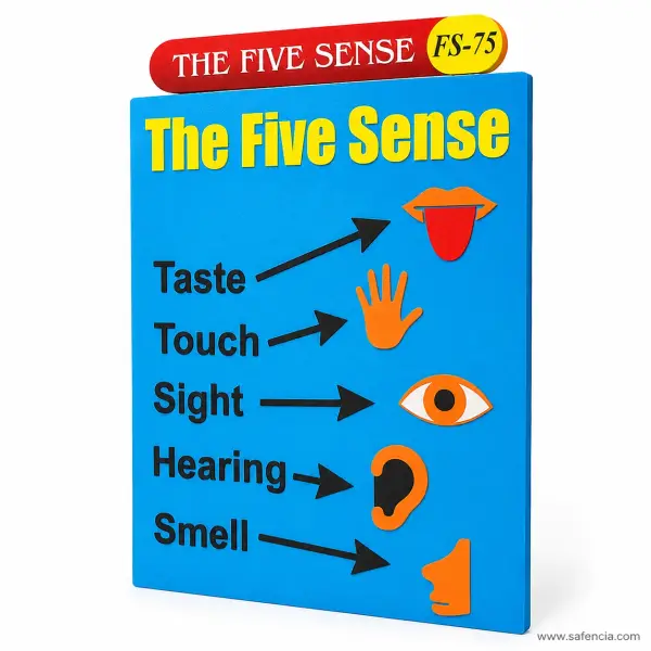 The Five Senses Foam Wall Chart (FS-75, Five Symbols with Arrows)