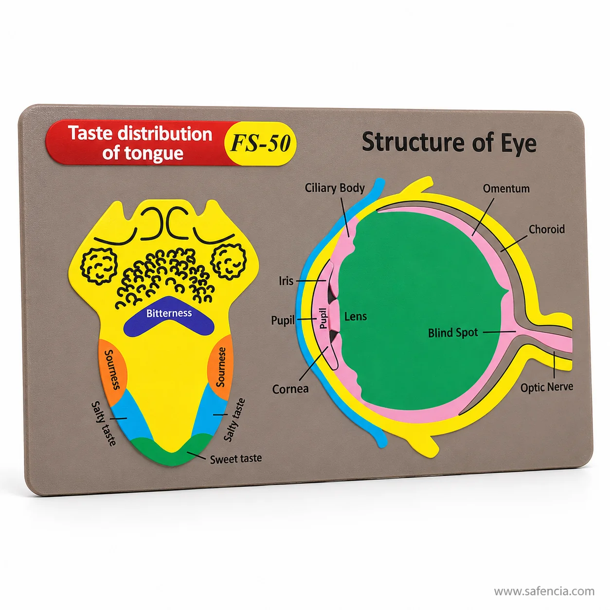 Angled view of the tongue and eye foam chart showing the raised lens and taste zone pieces