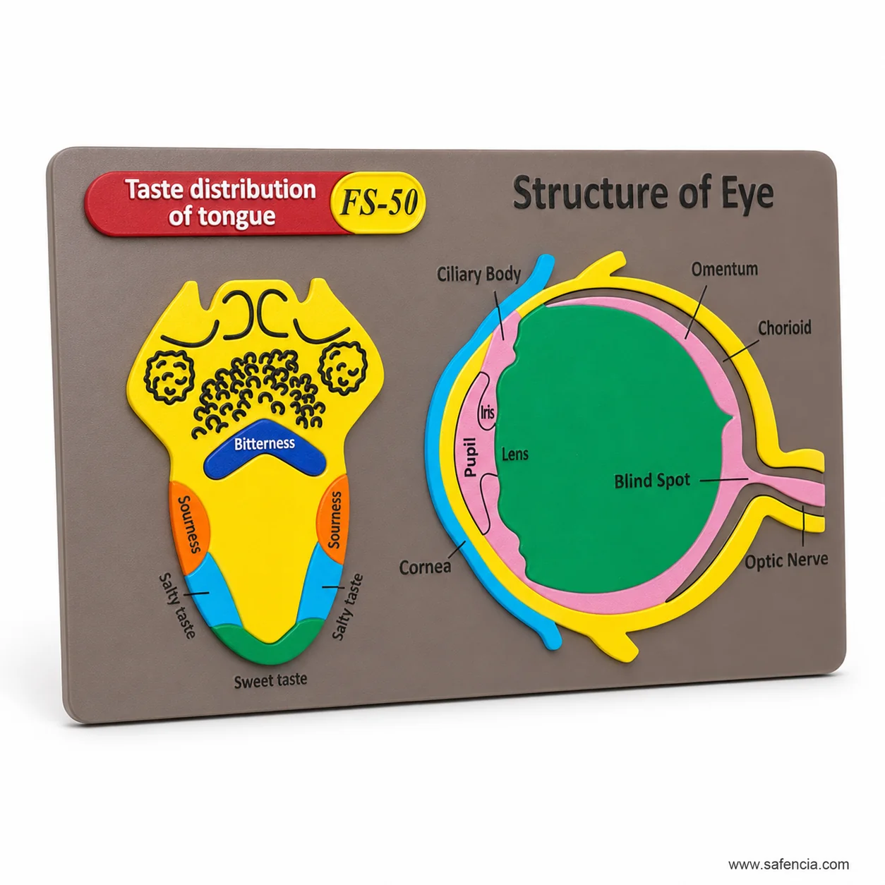 Tongue and eye foam chart with the red taste distribution banner and FS-50 code visible