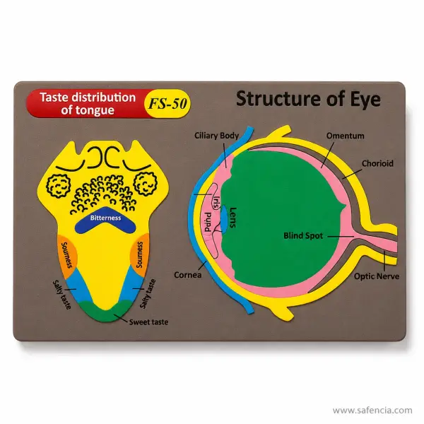 Taste Distribution of Tongue and Structure of Eye Foam Wall Chart (FS-50)