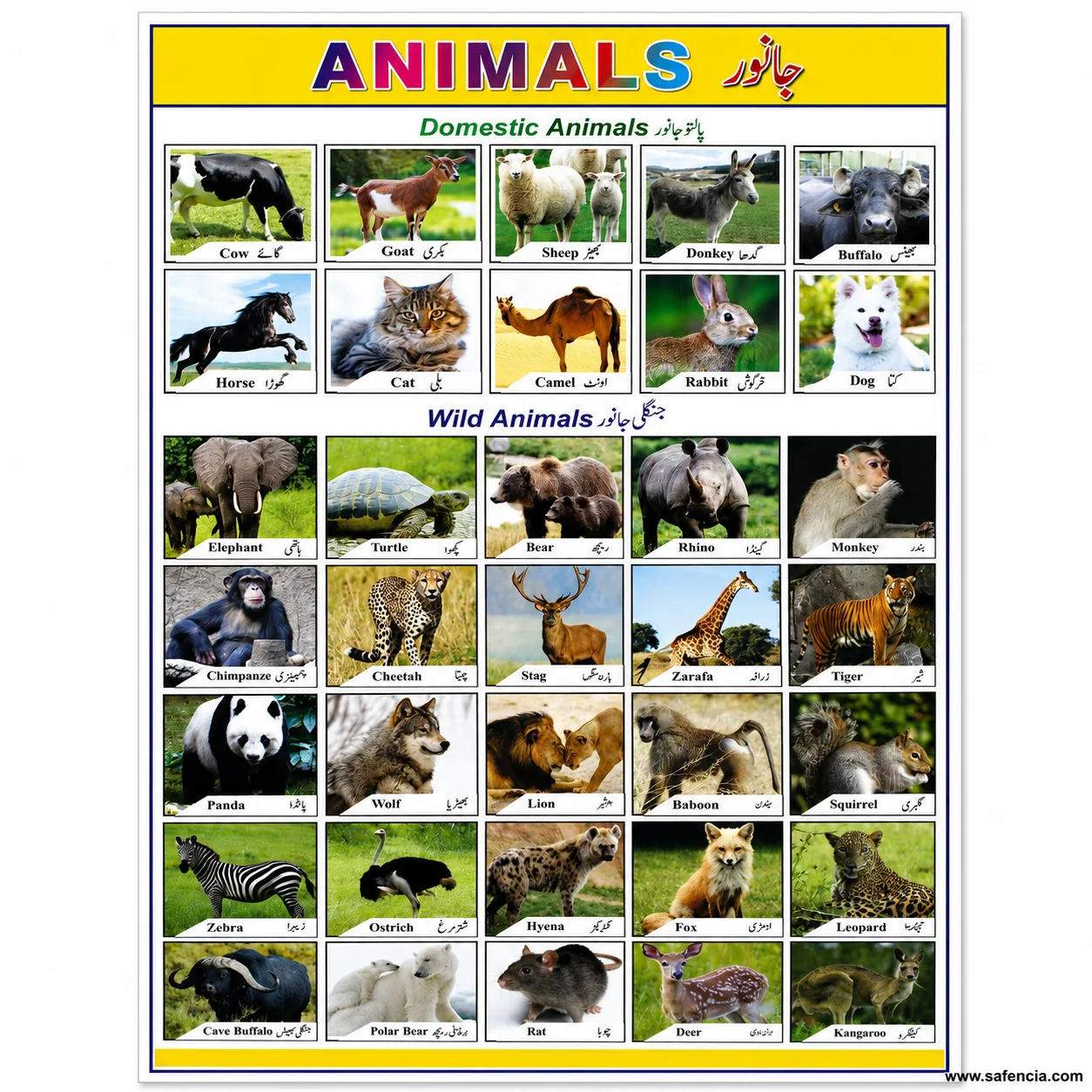 Animals wall chart at an angle showing the grid of photographed animal panels