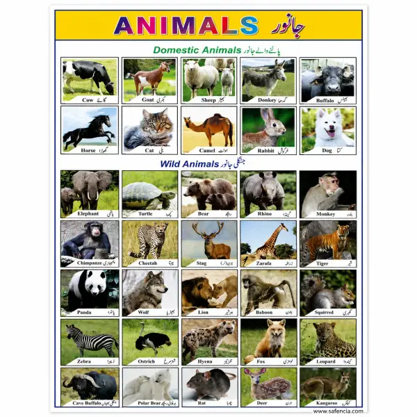 Animals Wall Chart (35 Photographs, Domestic and Wild, English and Urdu)